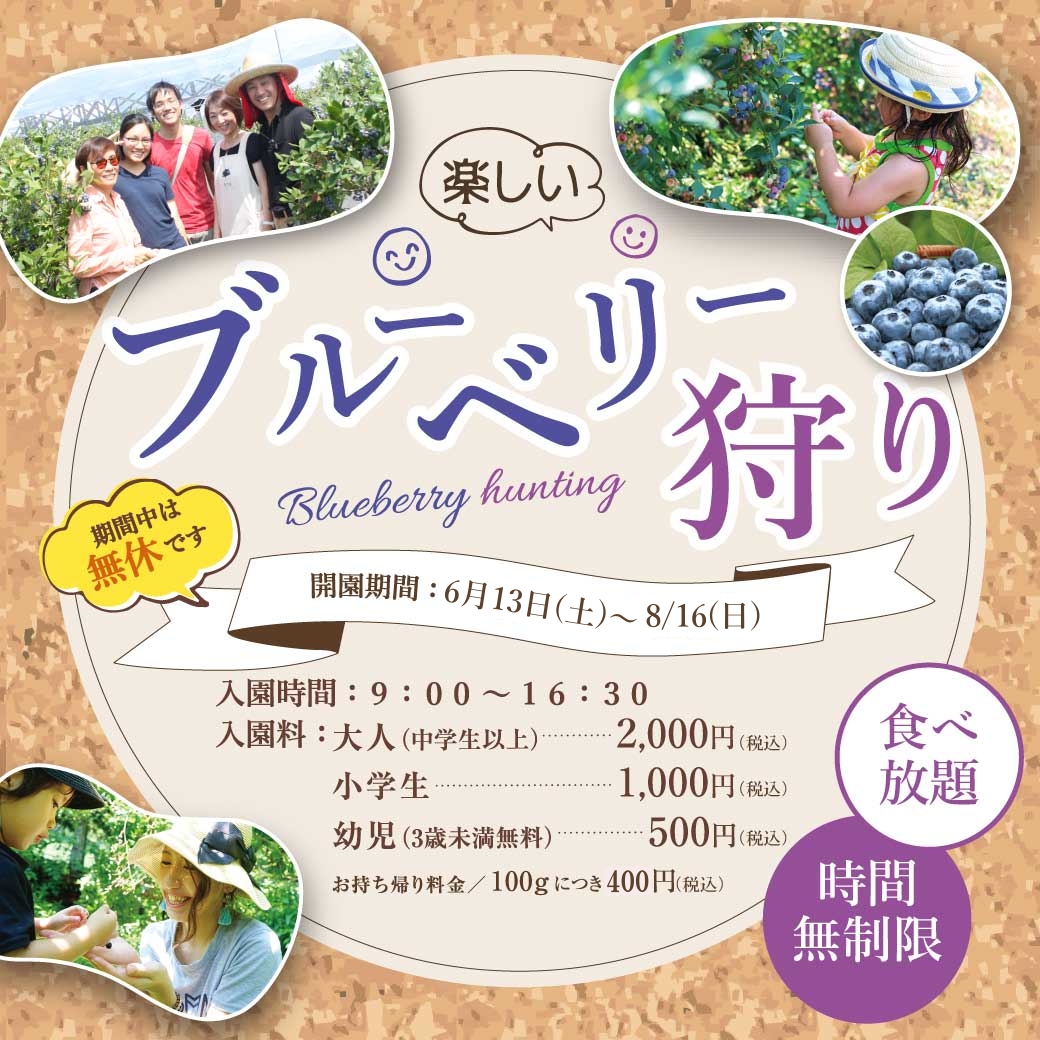 ブルーベリー　生果実　フレッシュ　摘み取り