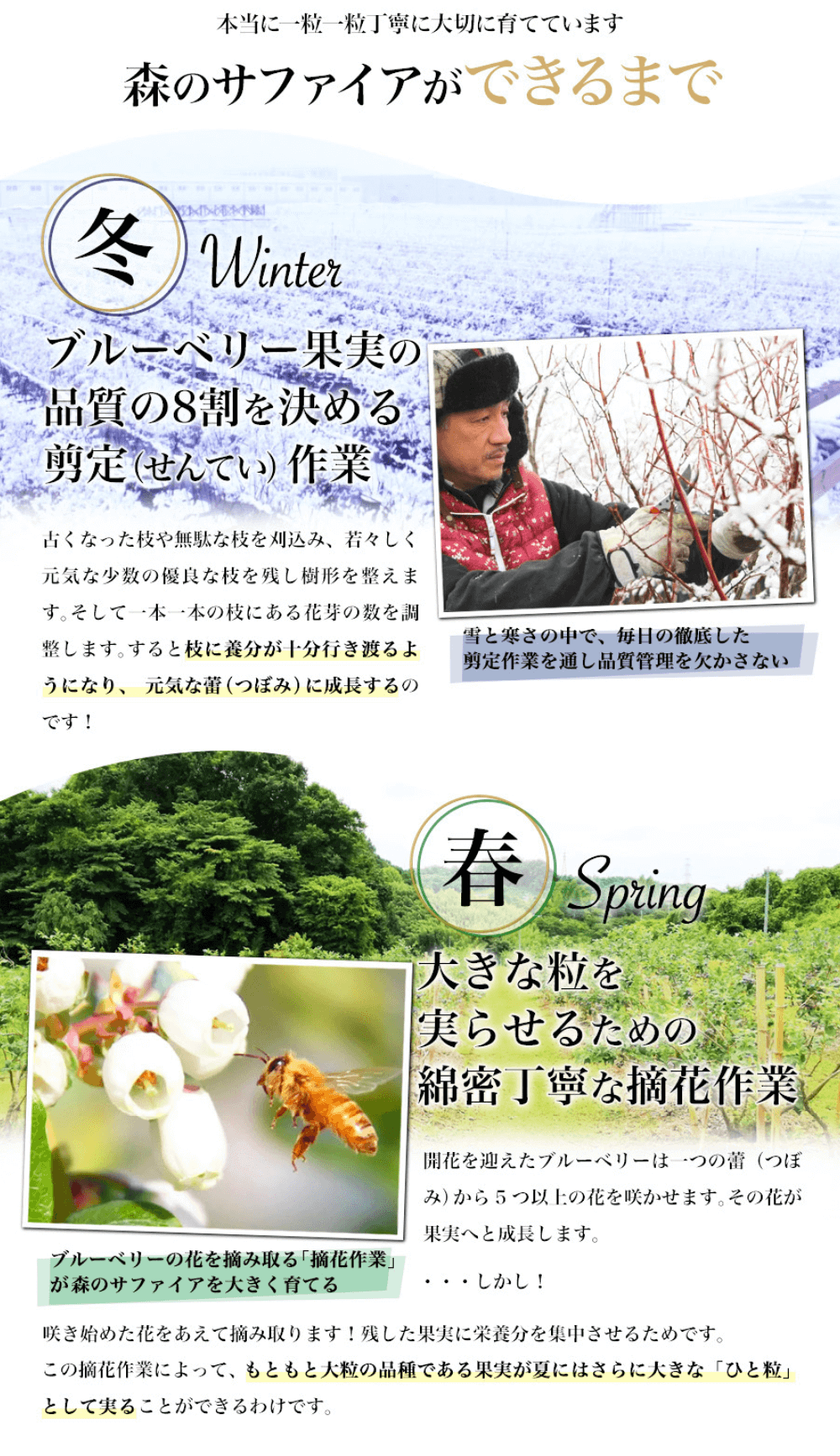ブルーベリーの作り方その1